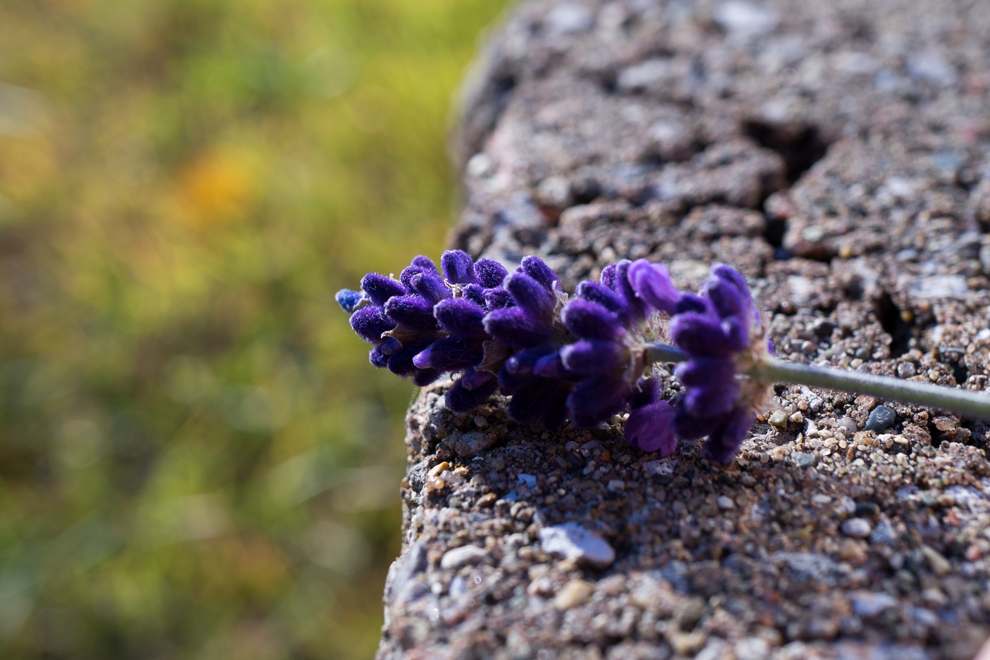 Lavender