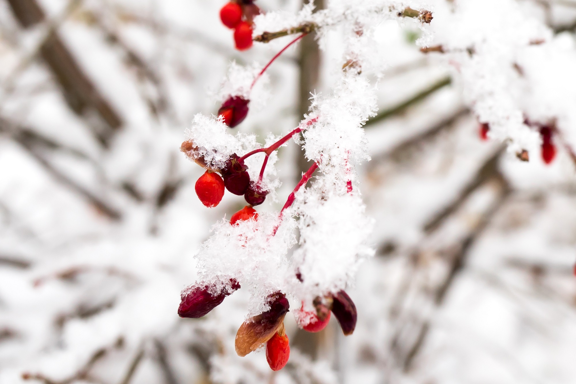 First Snow 2015