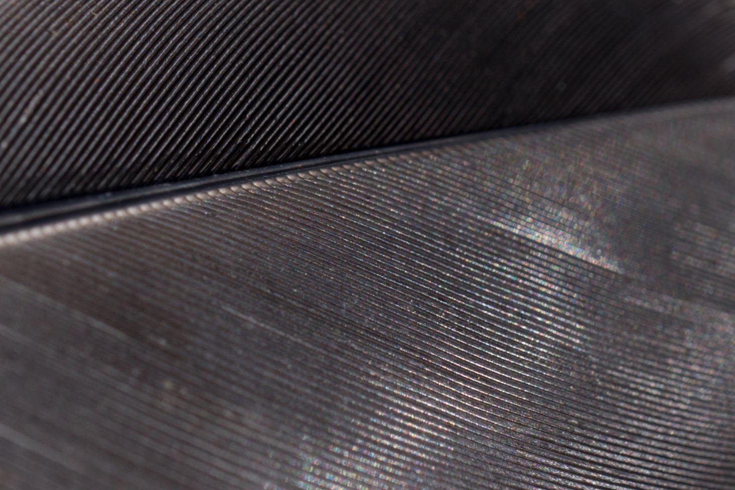 Macro Feather