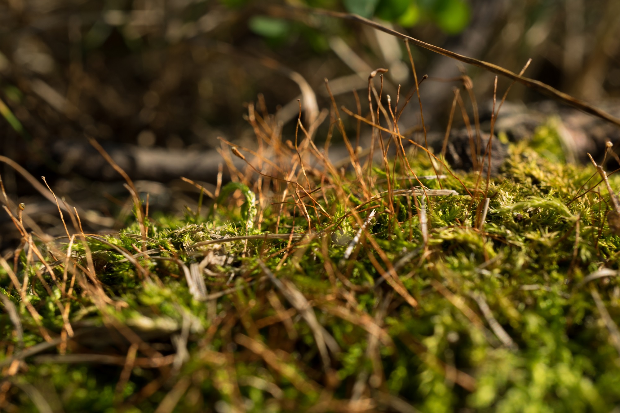 Macro Foliage